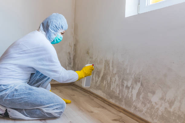 Black mold inspection in Ephrata